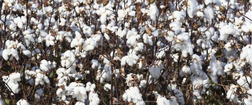烏茲別克斯坦棉花產業(yè)自由化的目的何在？